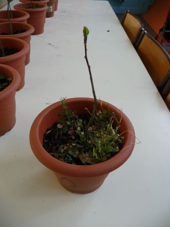 P1040577.jpg, mar. 2013 P1040577.jpg